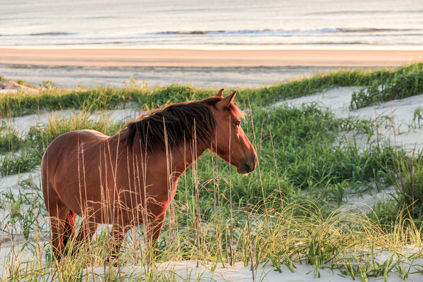 Wild horse  in the dunes over looking  the ocean and beach in  Carova Beach on the Outer Banks of NC.