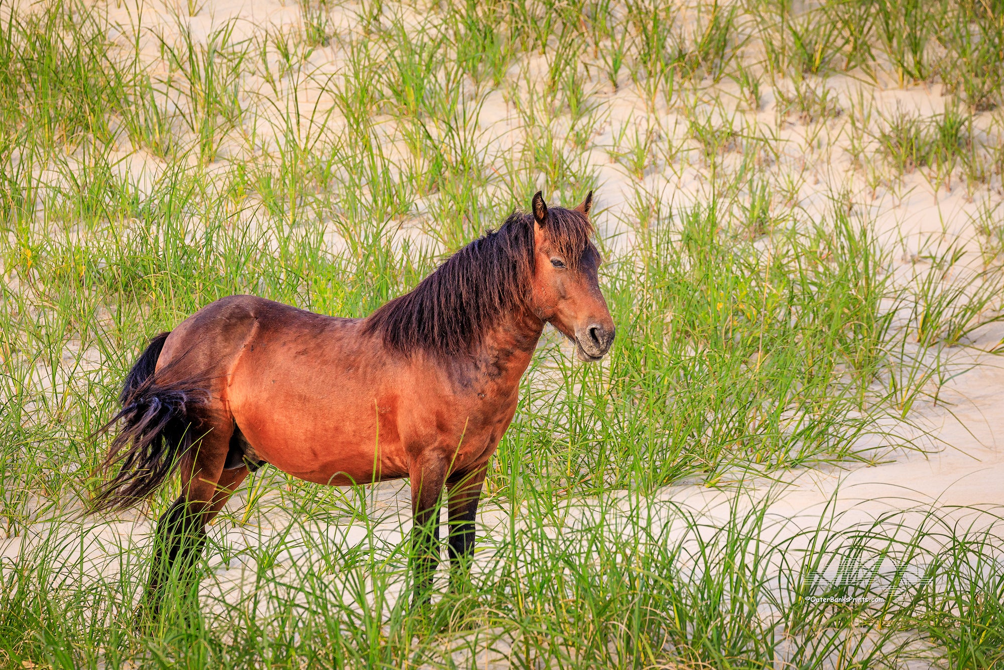 Horse and Sand Outer Banks Wild Horse