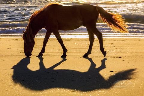 Wild Stallion walking on a bright sunny morning by the ocean in Corolla on the Outer Banks of NC.