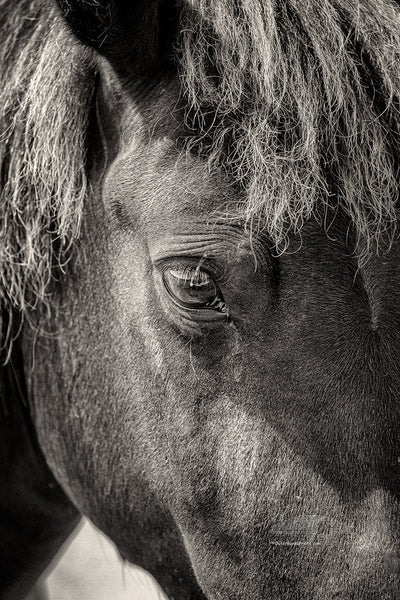 A close black and white photograph of a wild horses head and eye on the Outer Banks of NC,.