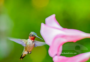 A male Ruby Throated Hummingbird at a pink backyard Mandeville flower.