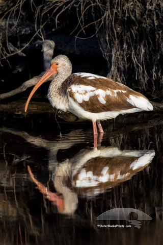 Reflection of a immature white Ibis.