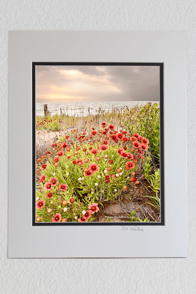 8 x 10 luster print in a 11 x 14 ivory and black double mat of Gaillardia, known as Joe Bells at Kitty Hawk beach on the Outer Banks of NC.