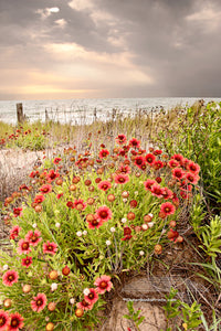Gaillardia, known as Joe Bells at Kitty Hawk beach on the Outer Banks of NC.