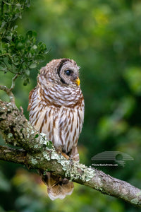 This juvenile Barred owl was photographed at Alligator Wildlife Refuge, about a half hour west of the beach off of highway 64. Every 10 to 15 minutes the mother or father owl would swoop in and feed it crayfish.
