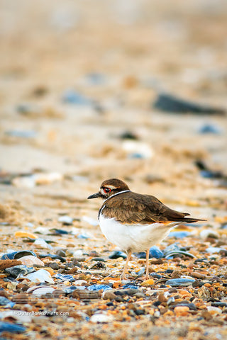 Killdeer's get their name from the shrill call they repeat so often. They also give a broken wing act that leads predators away from the nest.
