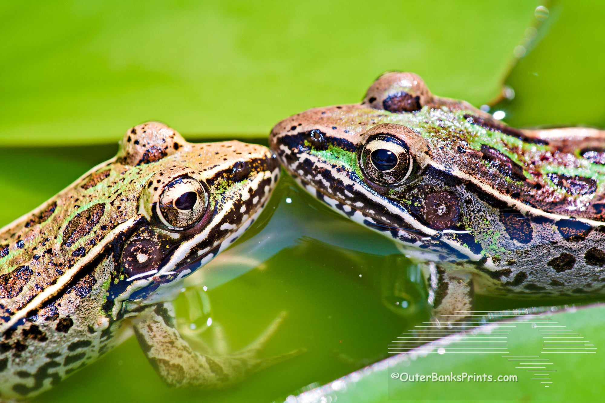Two frog's photographed in our backyard pond. Our pond is no larger than an oversized puddle, but we are pleasantly surprised at the amount of wildlife it attracts.