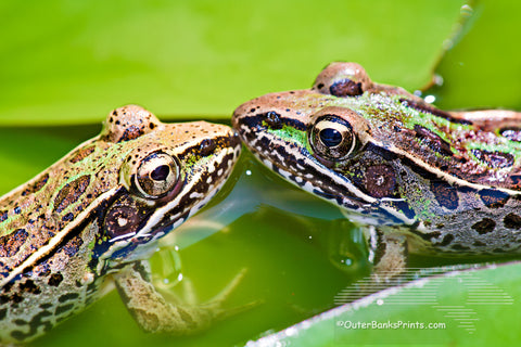 Two frog's photographed in our backyard pond. Our pond is no larger than an oversized puddle, but we are pleasantly surprised at the amount of wildlife it attracts.