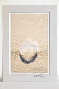 4 x 6 luster print in a 5 x 7 ivory mat of A downey feather on a Outer Banks beach.