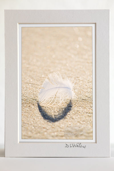 4 x 6 luster print in a 5 x 7 ivory mat of A downey feather on a Outer Banks beach.