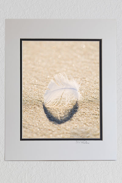 8 x 10 luster print in a 11 x 14 ivory and black double mat of A downey feather on a Outer Banks beach.