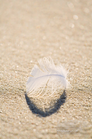A downey feather on a Outer Banks beach.