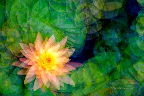 Lily Impression Multiple exposures of a water lily in my backyard pond taken on the same frame, while twisting the camera between shots.