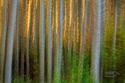 Loblolly Pine Outer Banks Impressions