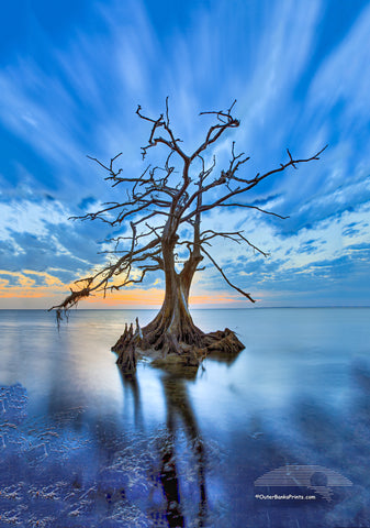 Lone Cypress Outer Banks