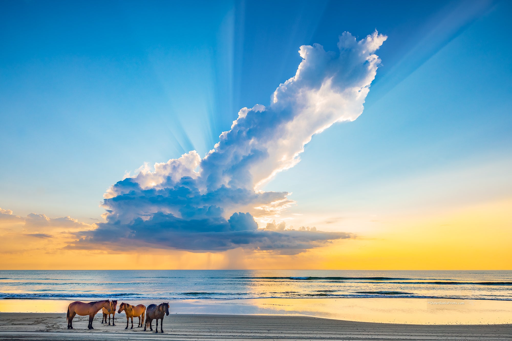 Herd of wild horses on a Outter Banks beach in Carova, NC under a magnificent morning rain cloud.
