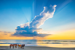 Herd of wild horses on a Outter Banks beach in Carova, NC under a magnificent morning rain cloud.