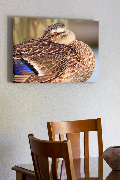 20"x30" x1.5" stretched canvas print hanging in the dining room of Female Mallard duck resting on a dock in Manteo North Carolina.