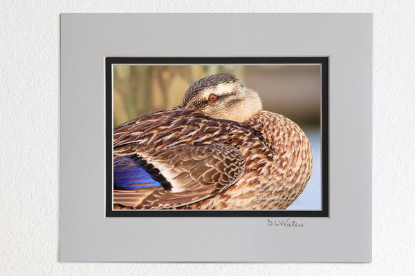 5 x 7 luster prints in a 8 x 10 ivory and black double mat of  Female Mallard duck resting on a dock in Manteo North Carolina.