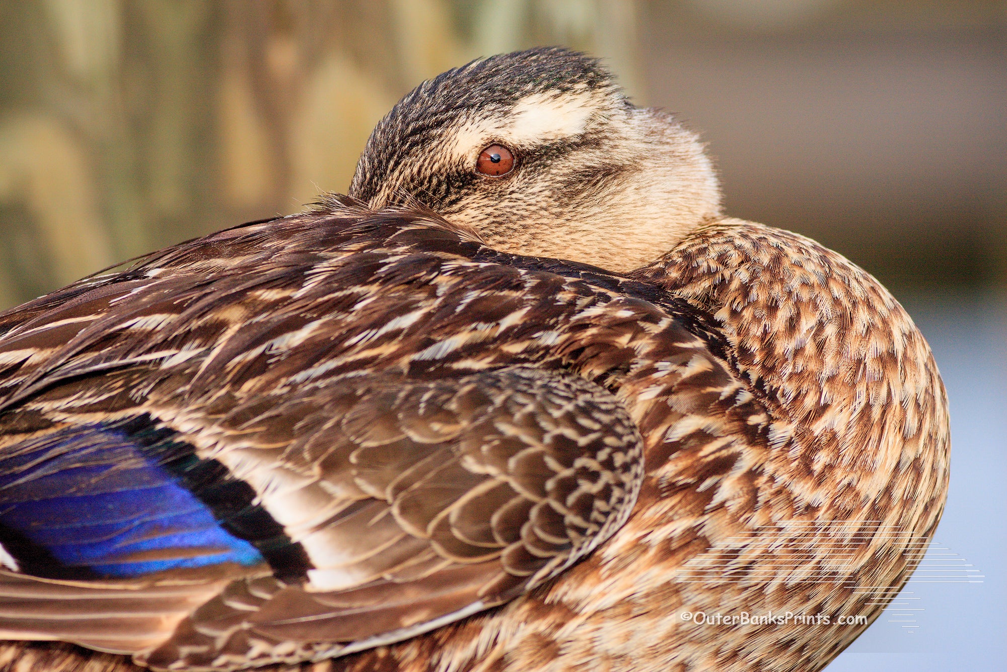 Female Mallard duck resting on a dock in Manteo North Carolina.