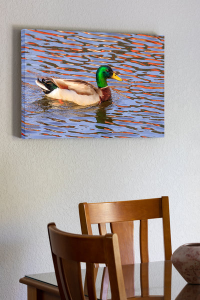 20"x30" x1.5" stretched canvas print hanging in the dining room of Mallard duck swimming through a reflection at Duck, NC boardwalk on the Outer Banks.