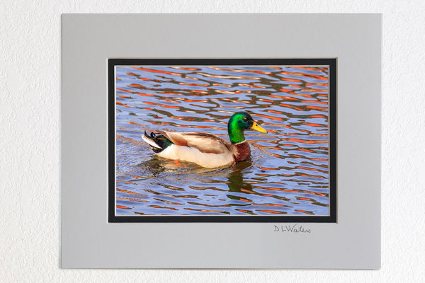 5 x 7 luster prints in a 8 x 10 ivory and black double mat of  Mallard duck swimming through a reflection at Duck, NC boardwalk on the Outer Banks.