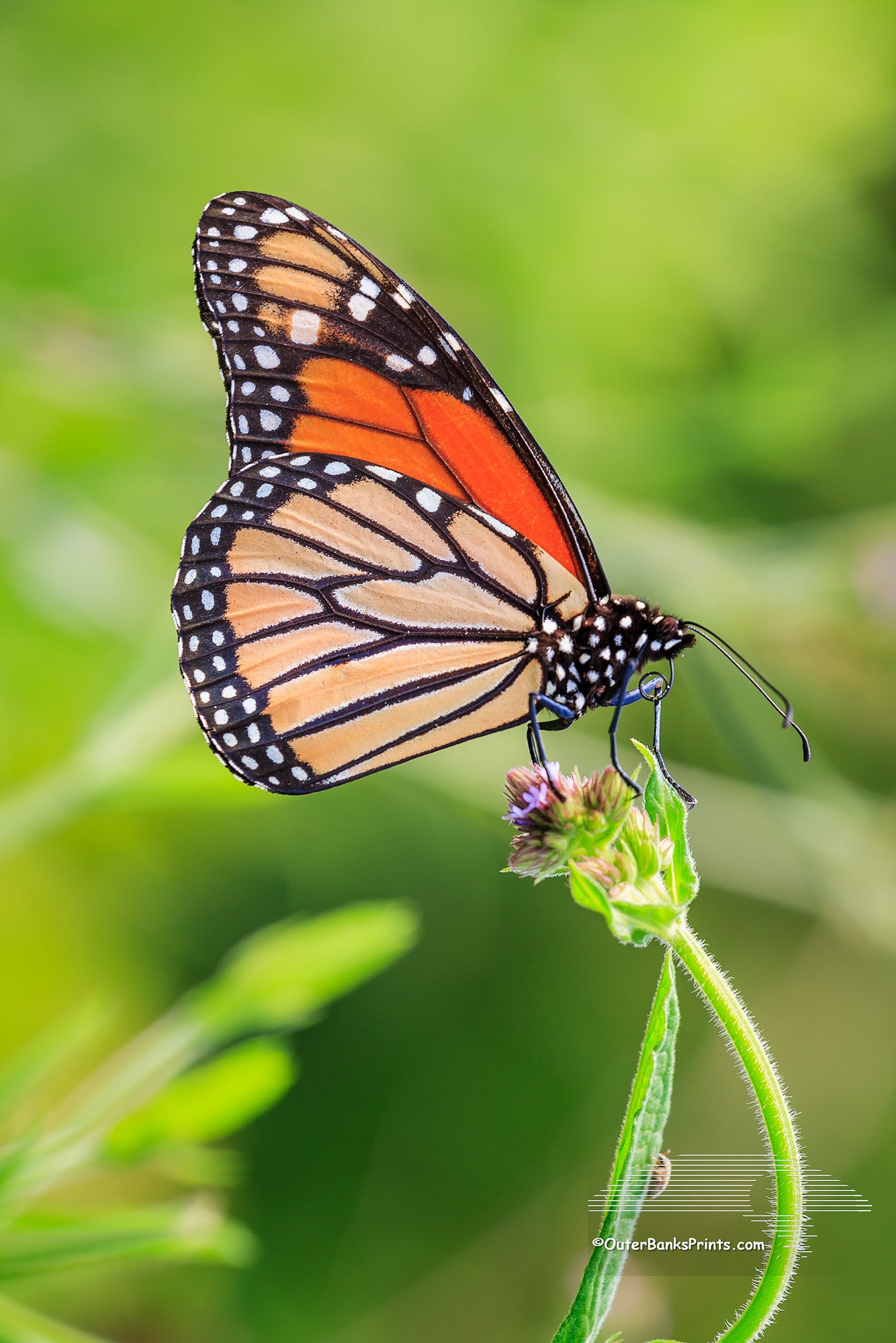 Monarch Outer Banks Critters