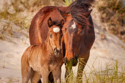 A wild horse  colt and it's mother showing affection in Corolla on the Outer Banks of NC.