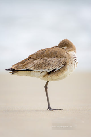 I photographed this Willet napping on a foggy moring on the beach at Cape Hatteras National Seashore, Outter Banks of NC.