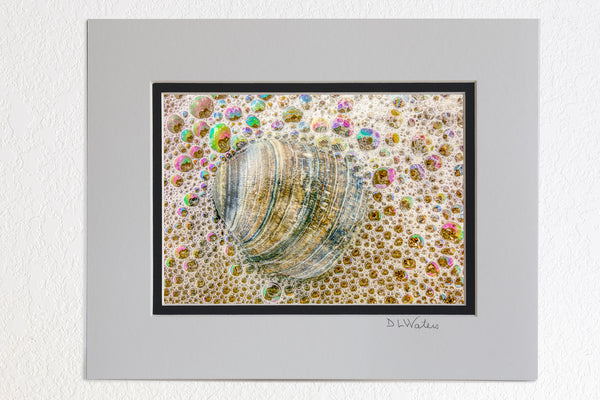 5x7 in a 8x10 ivory and black double mat of Clam shell surounded by ocean bubbles on the beach  in Corolla, NC.