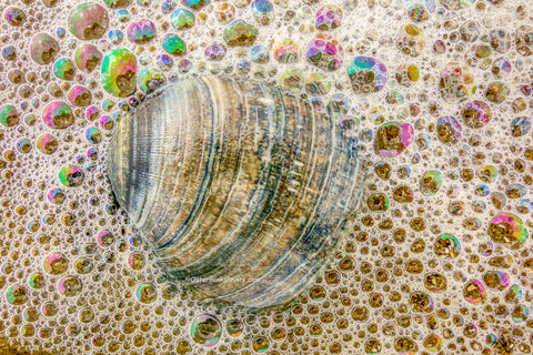 Clam shell surounded by ocean bubbles on the beach  in Corolla, NC.