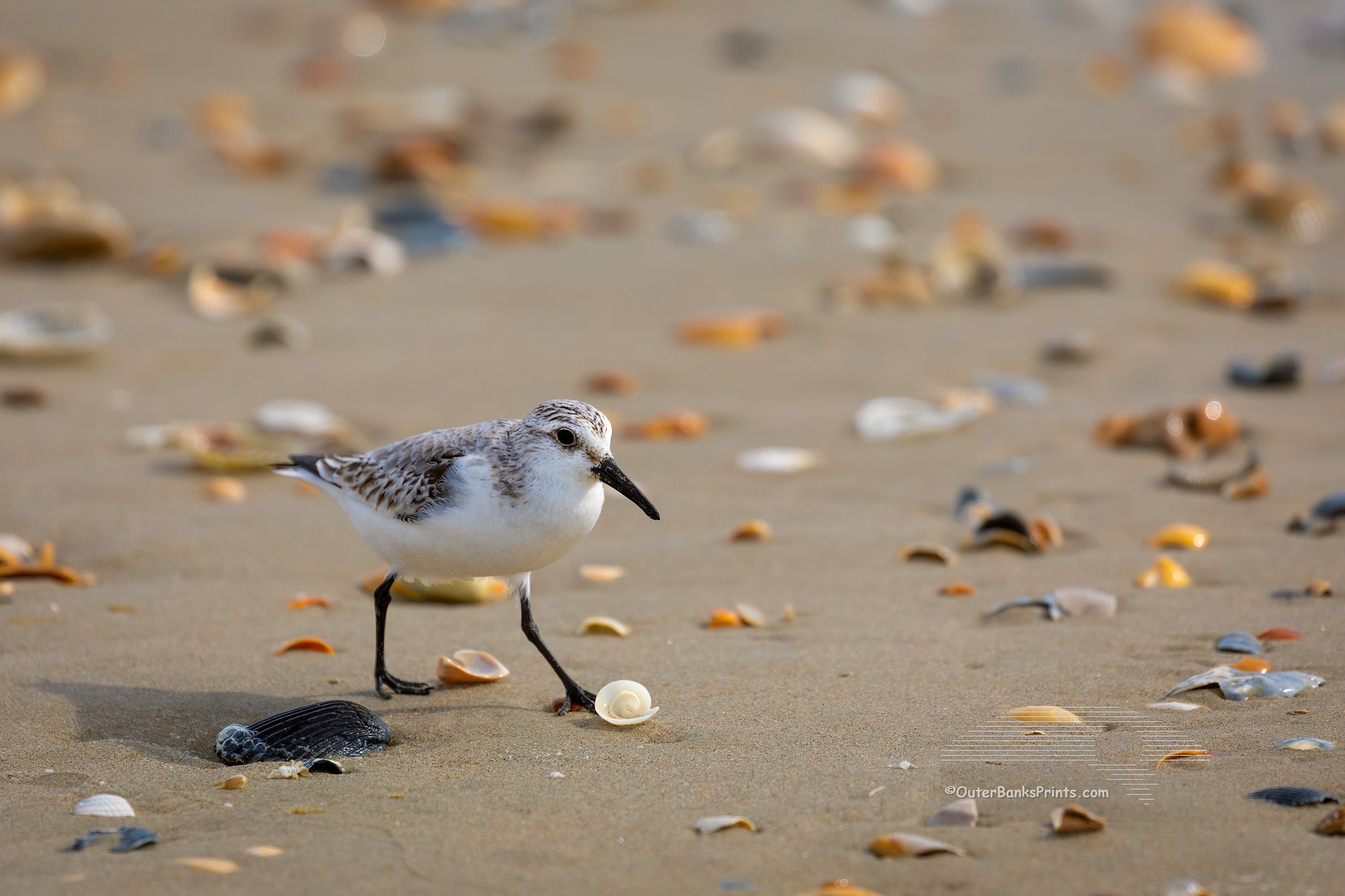 Sandpiper on the go searching for food among the washed ub shells on the beach at Frisco North Carolina.