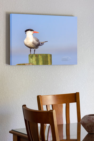 20"x30" x1.5" stretched canvas print hanging in the dining room of Royal Tern on a dock in Duck on the Outer Banks of NC.