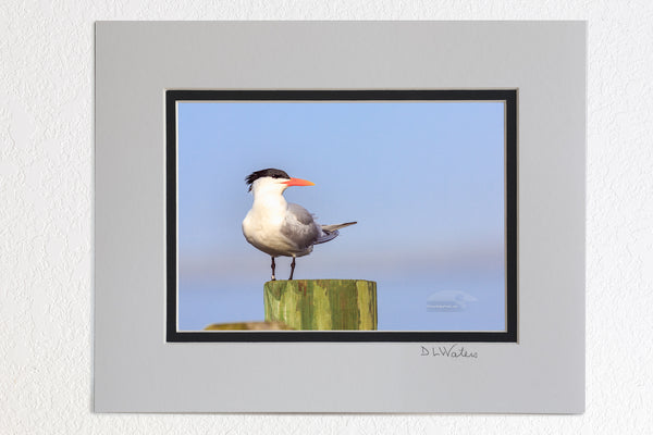 5 x 7 luster prints in a 8 x 10 ivory and black double mat of  Royal Tern on a dock in Duck on the Outer Banks of NC.
