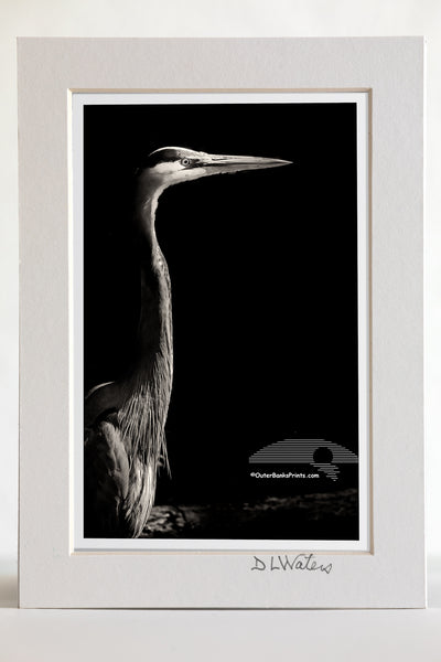 4 x 6 luster print in a 5 x 7 ivory mat of A Great Blue Heron emerging from the shadows on the Outer Banks of NC.