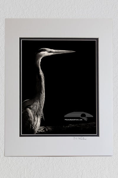 8 x 10 luster print in a 11 x 14 ivory and black double mat of A Great Blue Heron emerging from the shadows on the Outer Banks of NC.