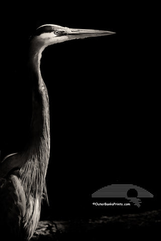 A Great Blue Heron emerging from the shadows on the Outer Banks of NC.