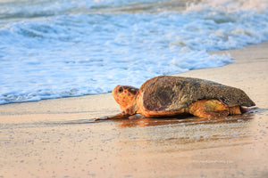 A picture of a Loggerhead sea turtle making her way back to the ocean after laying her eggs on an Outer Banks beach.