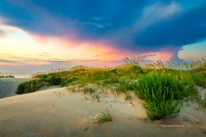 Summer Sea Oats against a pastel sky at Coquina Beach on the Outer Banks of North Carolina.