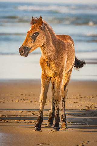 Wild stallion colt on the beach on the Outer Banks at Corolla NC.