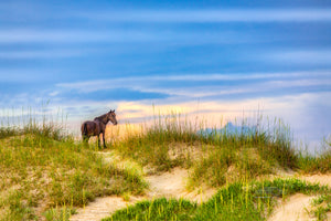 Wild stallion surveying his domain on the Outer Banks in Carova Beach, NC.