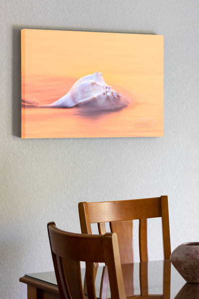 20"x30" x1.5" stretched canvas print hanging in the dining room of This long exposure was taken as the wave rushed out to sea around the Whelk shell.
