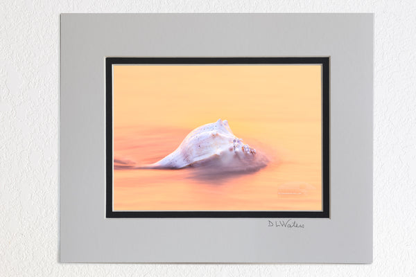 5 x 7 luster prints in a 8 x 10 ivory and black double mat of This long exposure was taken as the wave rushed out to sea around the Whelk shell.