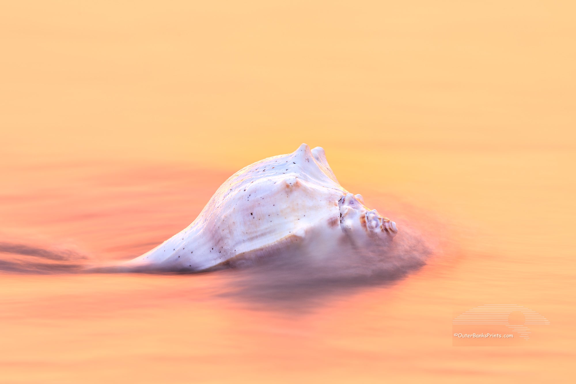 This long exposure was taken as the wave rushed out to sea around the  Whelk shell.