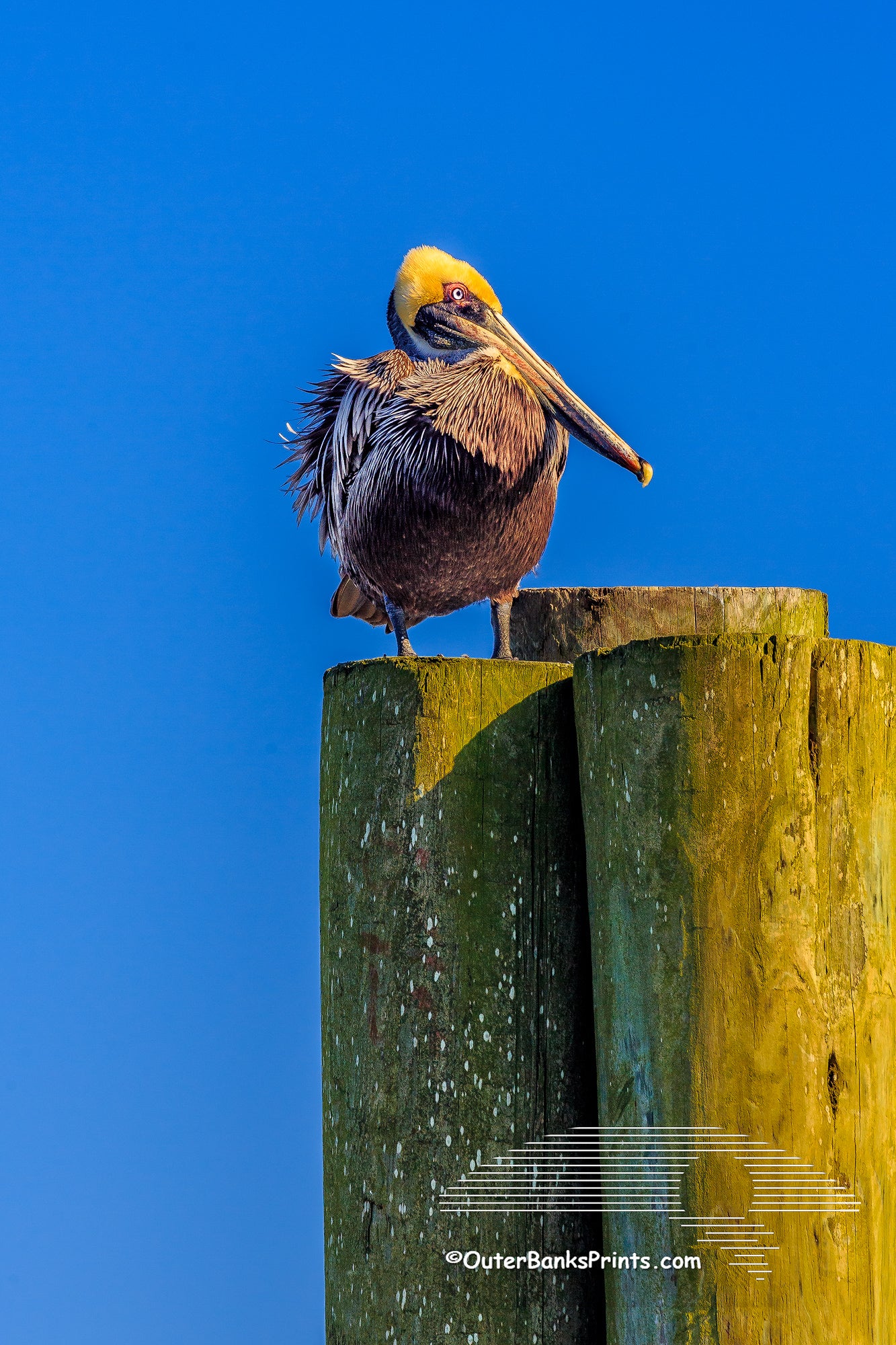 A Brown pelican in its winter breeding plumage. As summer comes the brown pelicans head becomes a deep brown color. Photographed in Wanchese North Carolina on the Outer Banks.