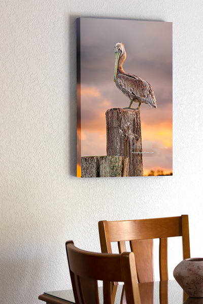20"x30" x1.5" stretched canvas print hanging in the dining room of A Brown pelican changing into its winter breeding plumage. Once it's finished molting its brown head will turn yellow. Photographed on Ocracoke Island North Carolina.