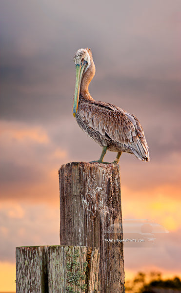 A Brown pelican changing into its winter breeding plumage. Once it's finished molting its brown head will turn yellow. Photographed on Ocracoke Island North Carolina.