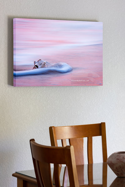 20"x30" x1.5" stretched canvas print hanging in the dining room of The long shutter speed crates motion blur in the moving surf that is reflecting the pink sunrise. It contrast with the sharp Whelk shell. This photo was captured in the surf at Kitty Hawk beach on the Outer Banks of NC.