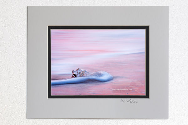 5 x 7 luster prints in a 8 x 10 ivory and black double mat of  The long shutter speed crates motion blur in the moving surf that is reflecting the pink sunrise. It contrast with the sharp Whelk shell. This photo was captured in the surf at Kitty Hawk beach on the Outer Banks of NC.