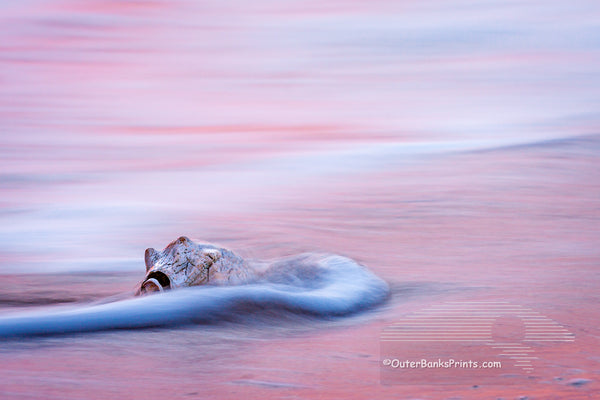 The long shutter speed crates motion blur in the moving surf that is reflecting the pink sunrise. It contrast with the sharp Whelk shell. This photo was captured in the surf at Kitty Hawk beach on the Outer Banks of NC.